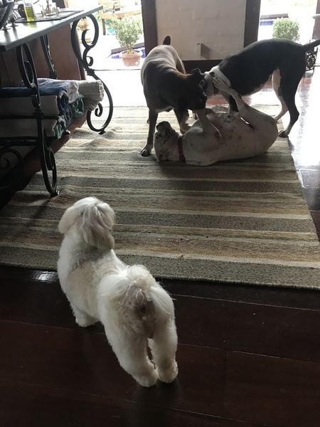 Luly e outros amigos cachorros.